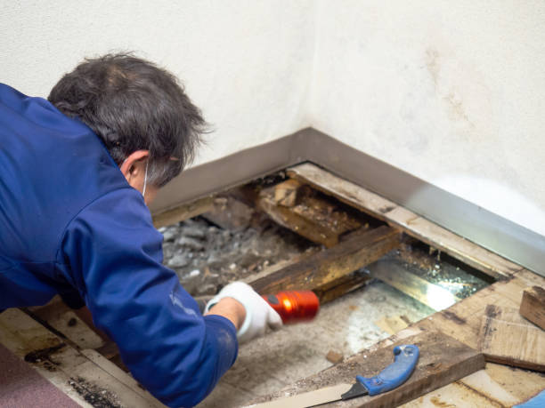 Best Office Mold Removal Services  in Paisley, FL