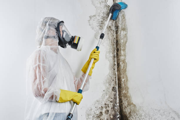 Best Emergency Mold Removal  in Paisley, FL