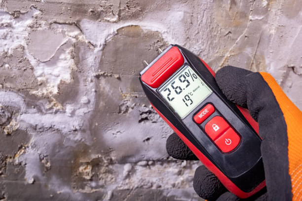 Mold Removal Process in Paisley, FL