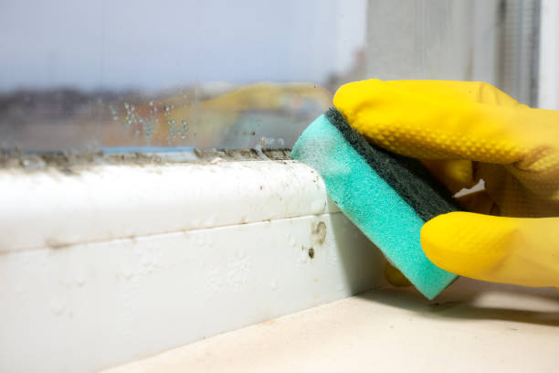 Professional Mold Removal in Paisley, FL