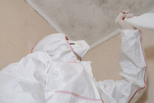Best Local Mold Removal Service  in Paisley, FL