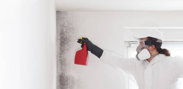 Mold Testing and Removal in Paisley, FL