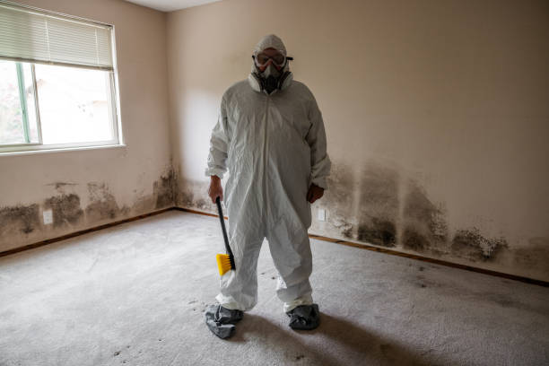 Best Mold Damage Repair  in Paisley, FL