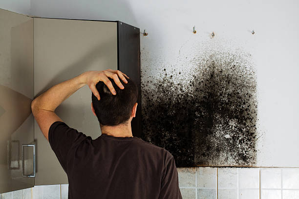 Best Toxic Mold Removal  in Paisley, FL