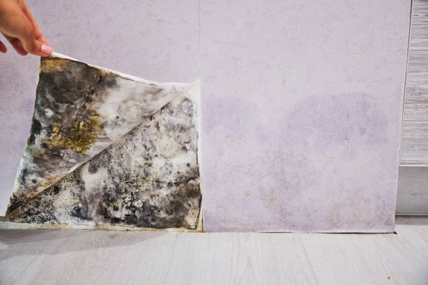 Best Mold Damage Repair  in Paisley, FL